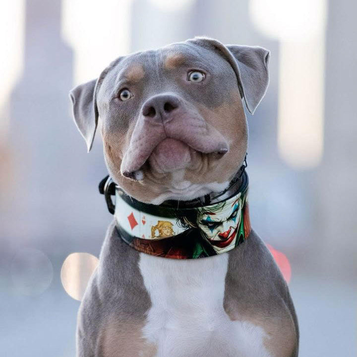 The JK Limited Collar-3